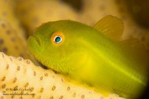Yellow Hairy Goby-Anilao ,Phillippines. by Richard Goluch 